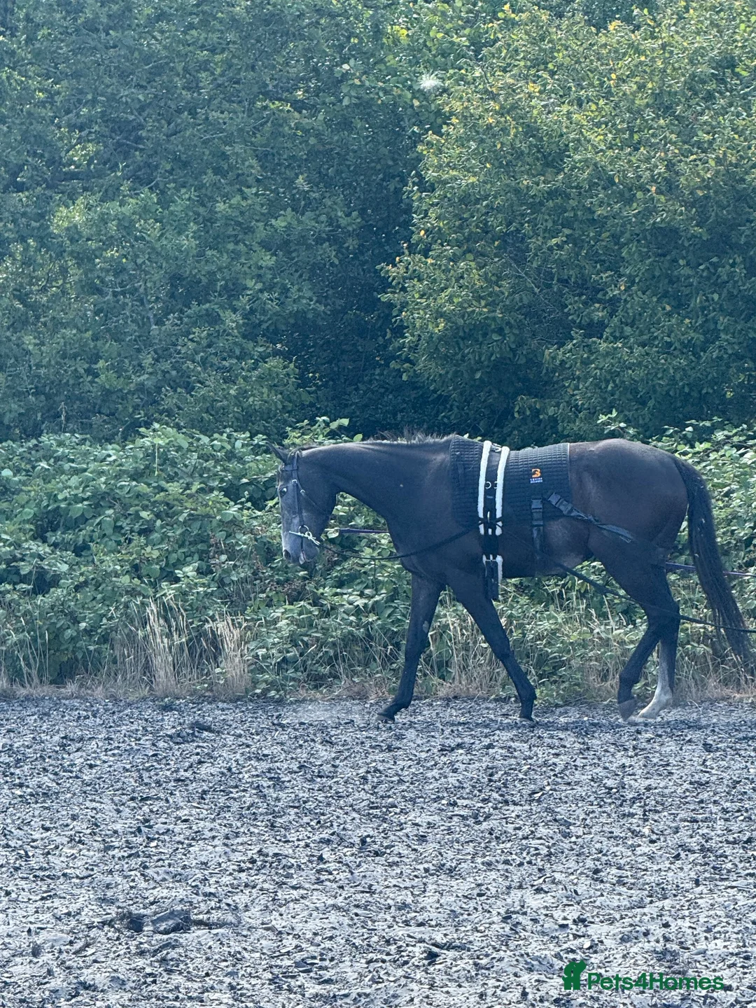 English Thoroughbred horses for sale: Thoroughbred in Southampton - Advert 2