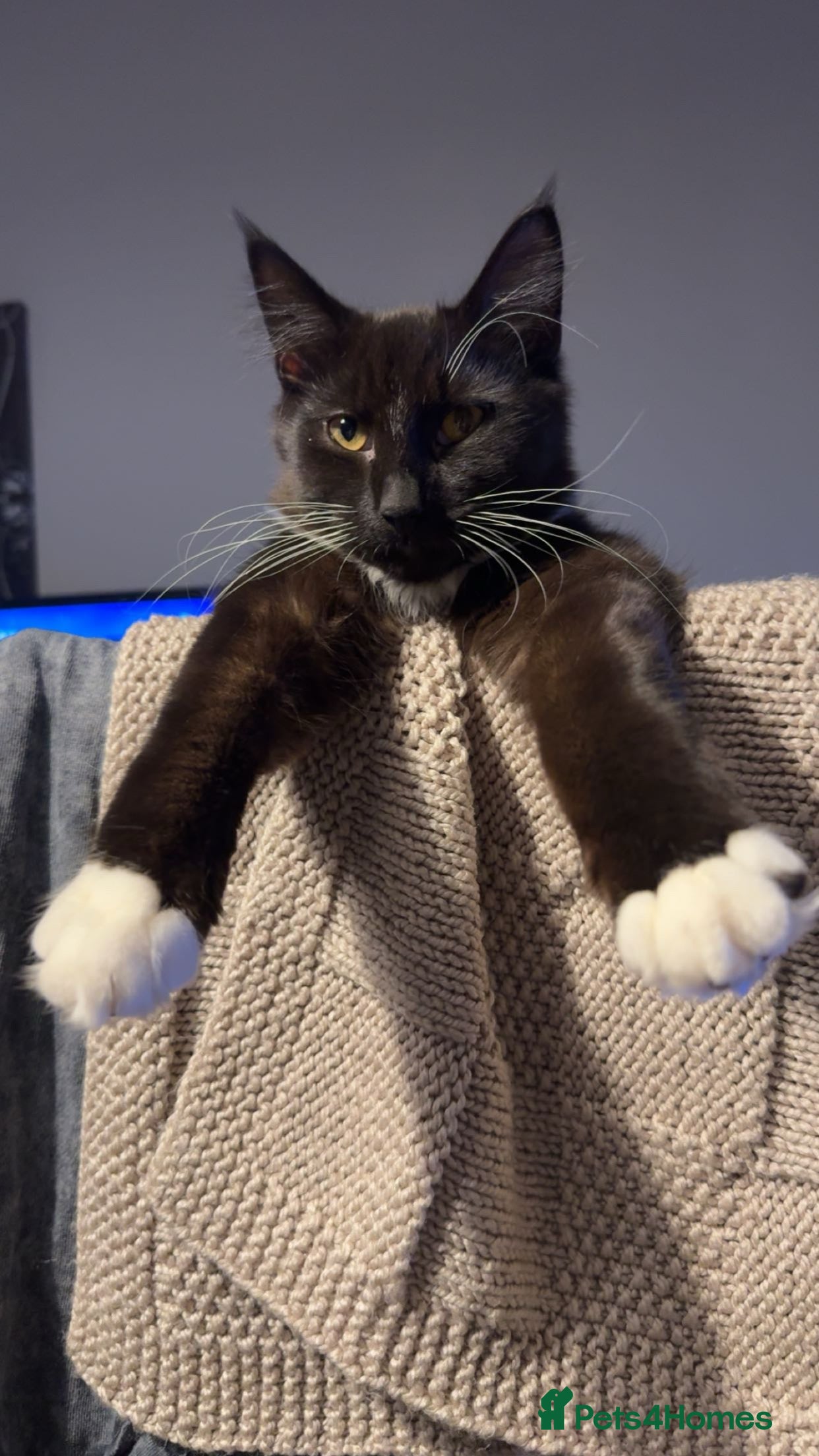 British Longhair cats British Longhair Black and White Kitten - Advert 2