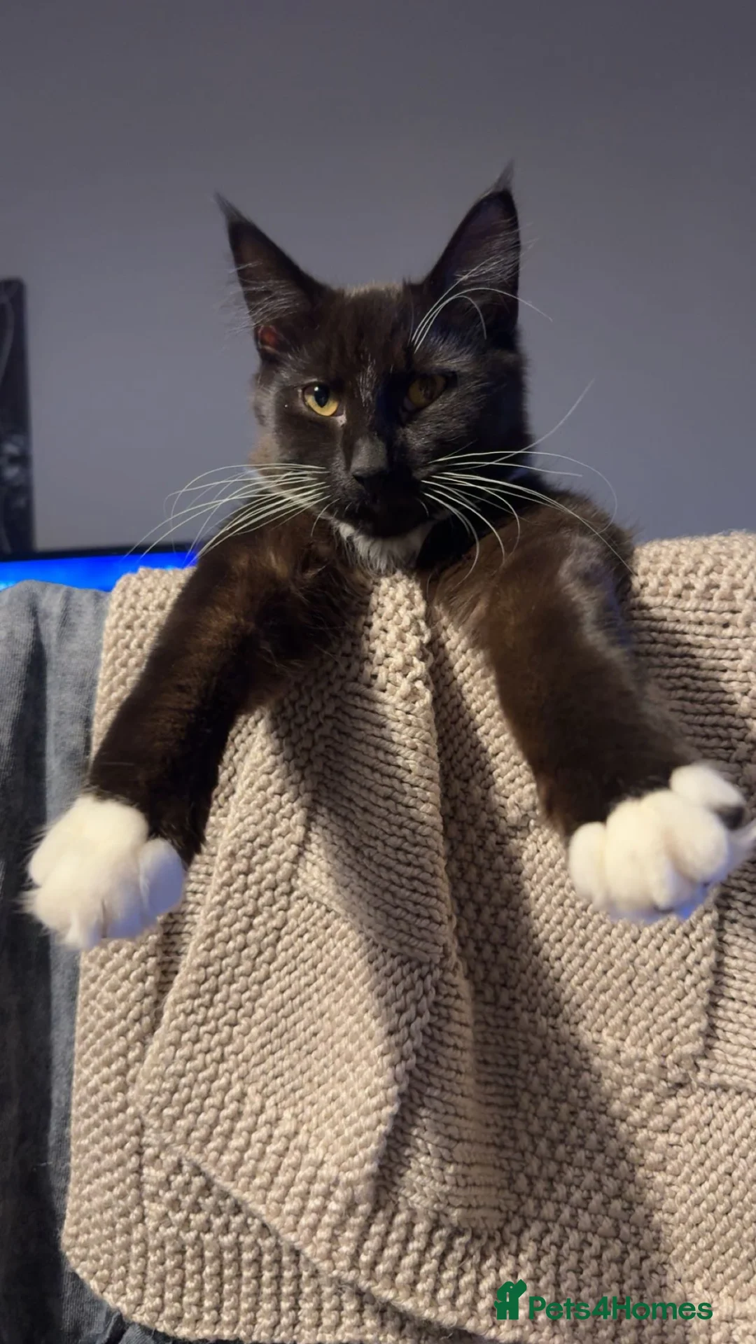 British Longhair cats for sale: British Longhair Black and White Kitten - Advert 1