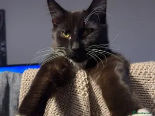 British Longhair cats British Longhair Black and White Kitten - Advert 2