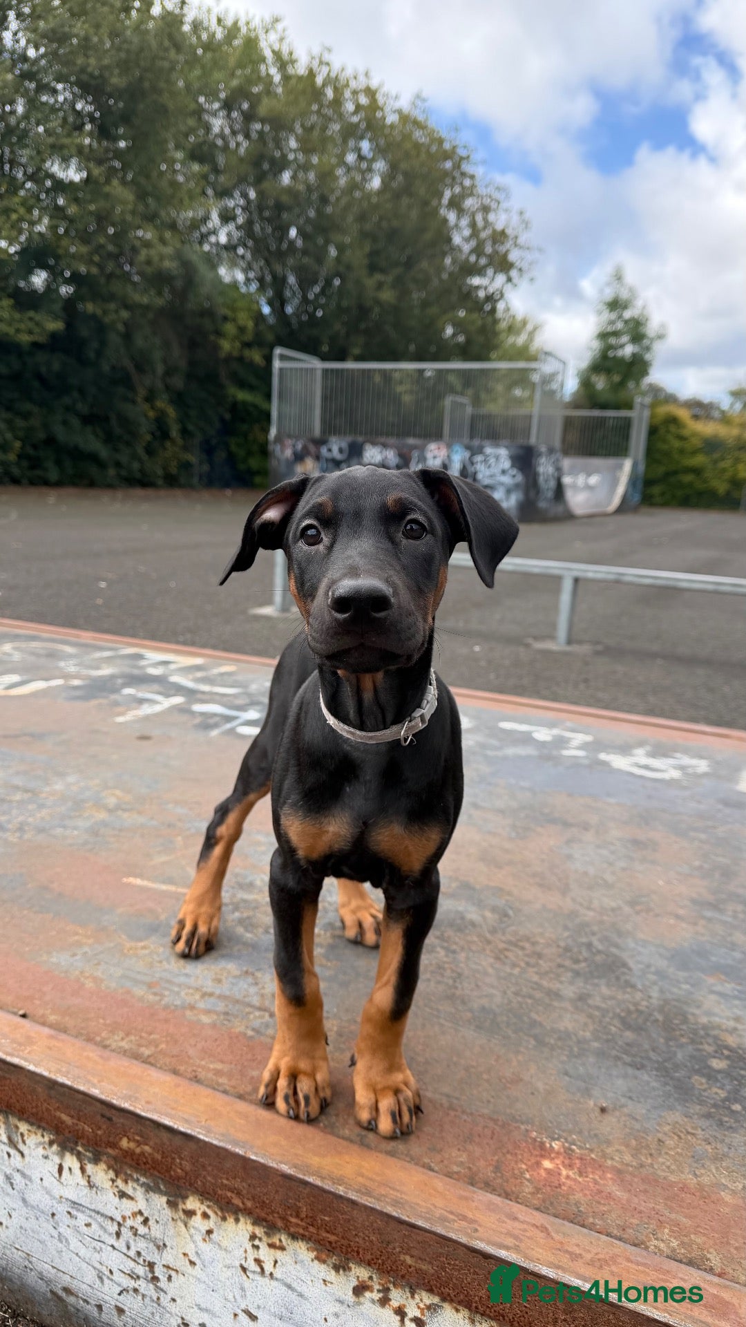 Dobermann dogs 1 M & F READY TO LEAVE NOW!! | Doberman pups!  - Advert 12