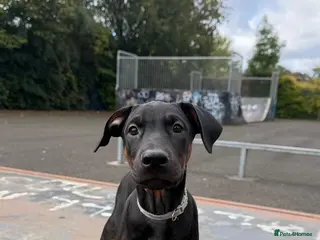Dobermann dogs 1 M & F READY TO LEAVE NOW!! | Doberman pups! - Advert 12
