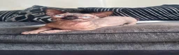 Sphynx cats for stud: Proven Bambino For Stud  - Advert 3
