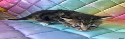 Mixed Breed cats for sale: Five very beautiful little boys.  - Advert 2