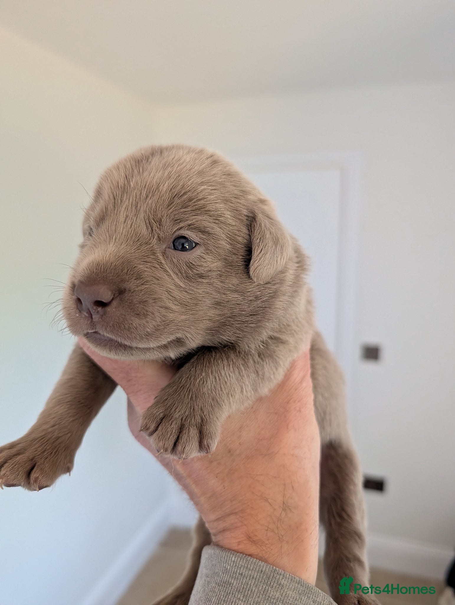 Labrador Retriever dogs Lovely Silver Labrador Puppies - home reared - Advert 1