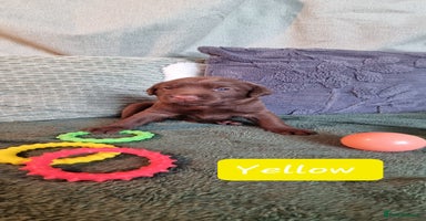 Labrador Retriever dogs - Advert 6