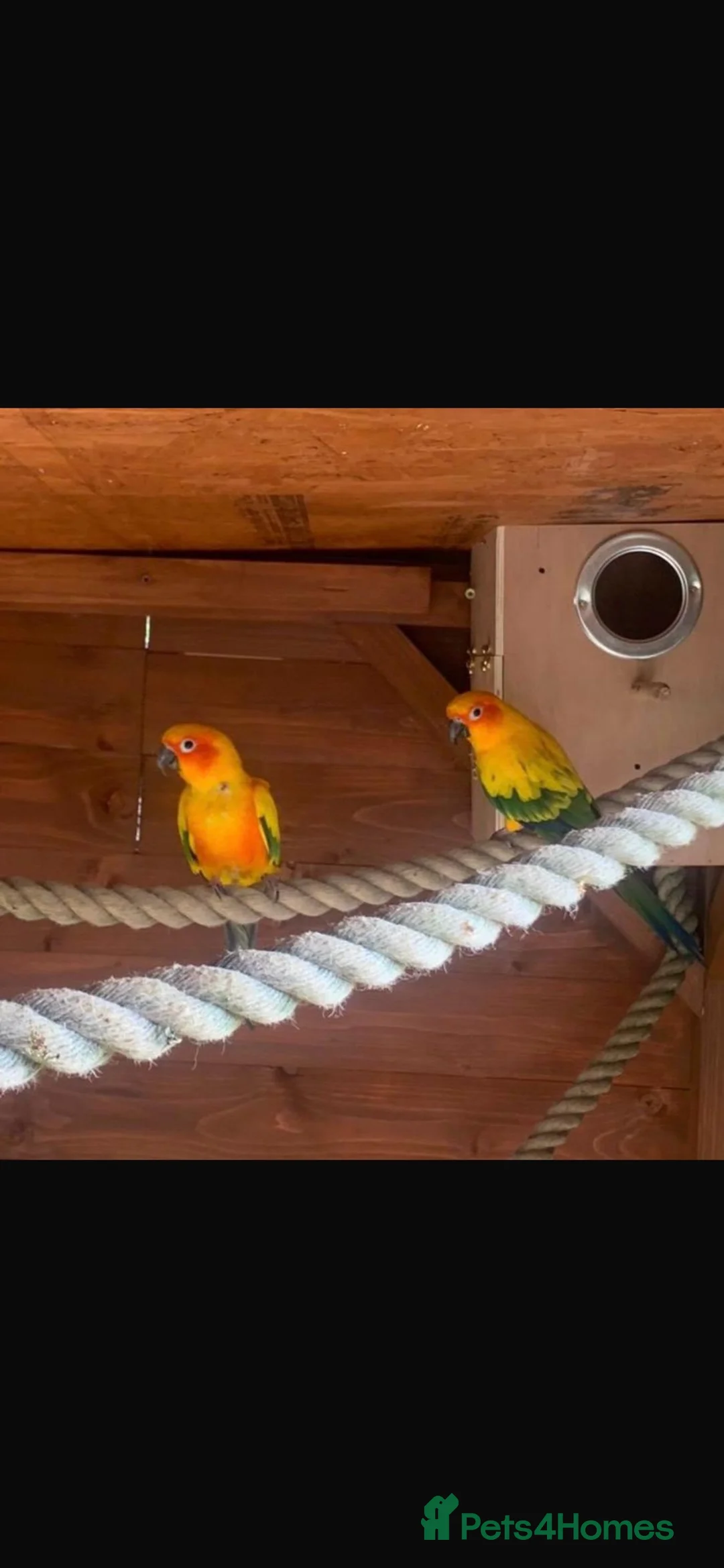 Conures birds for sale: Proven Pair Sun Conures  - Advert 2