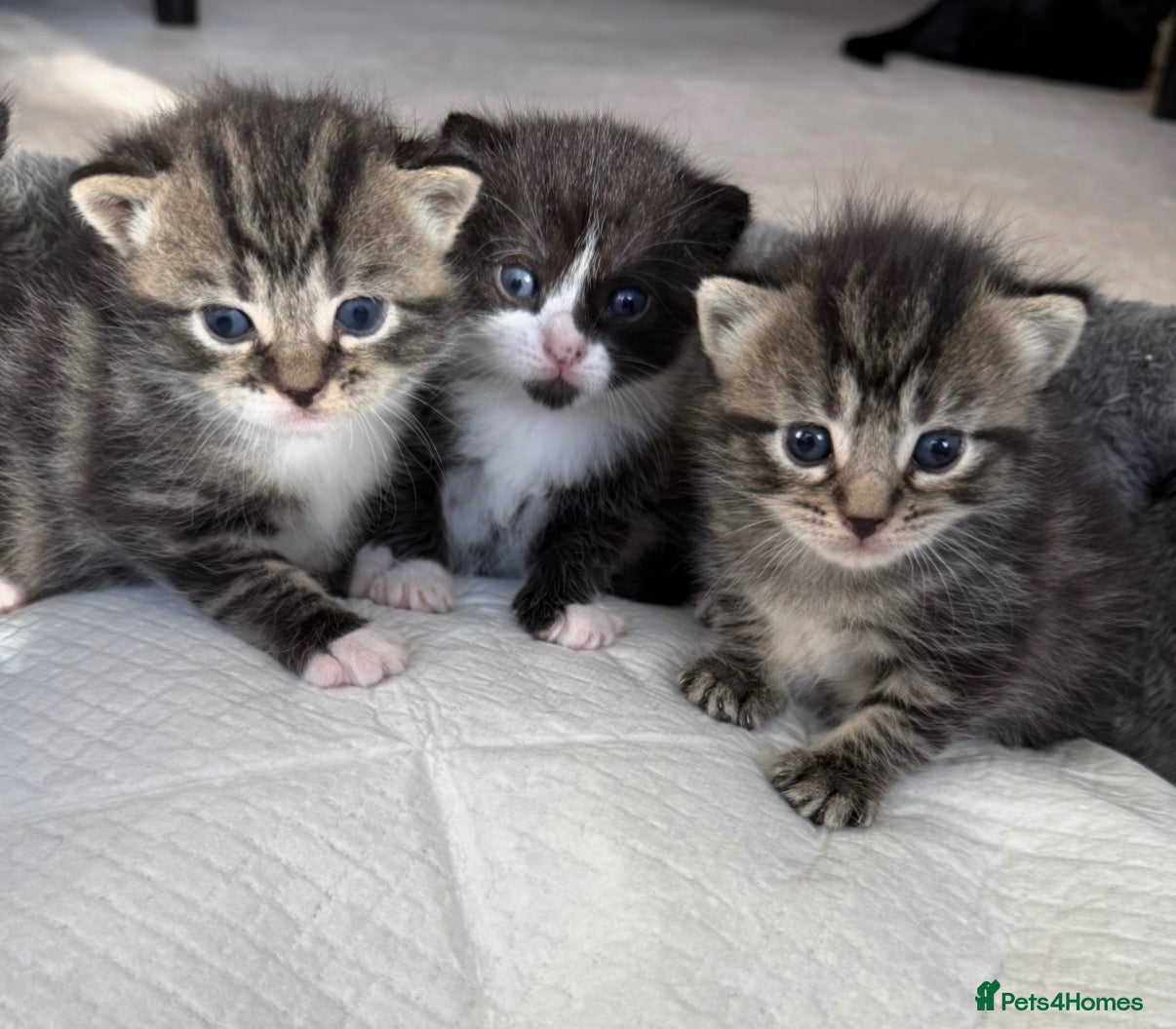 Mixed Breed cats Beautiful fluffy mixed British Shorthair kittens  - Advert 15