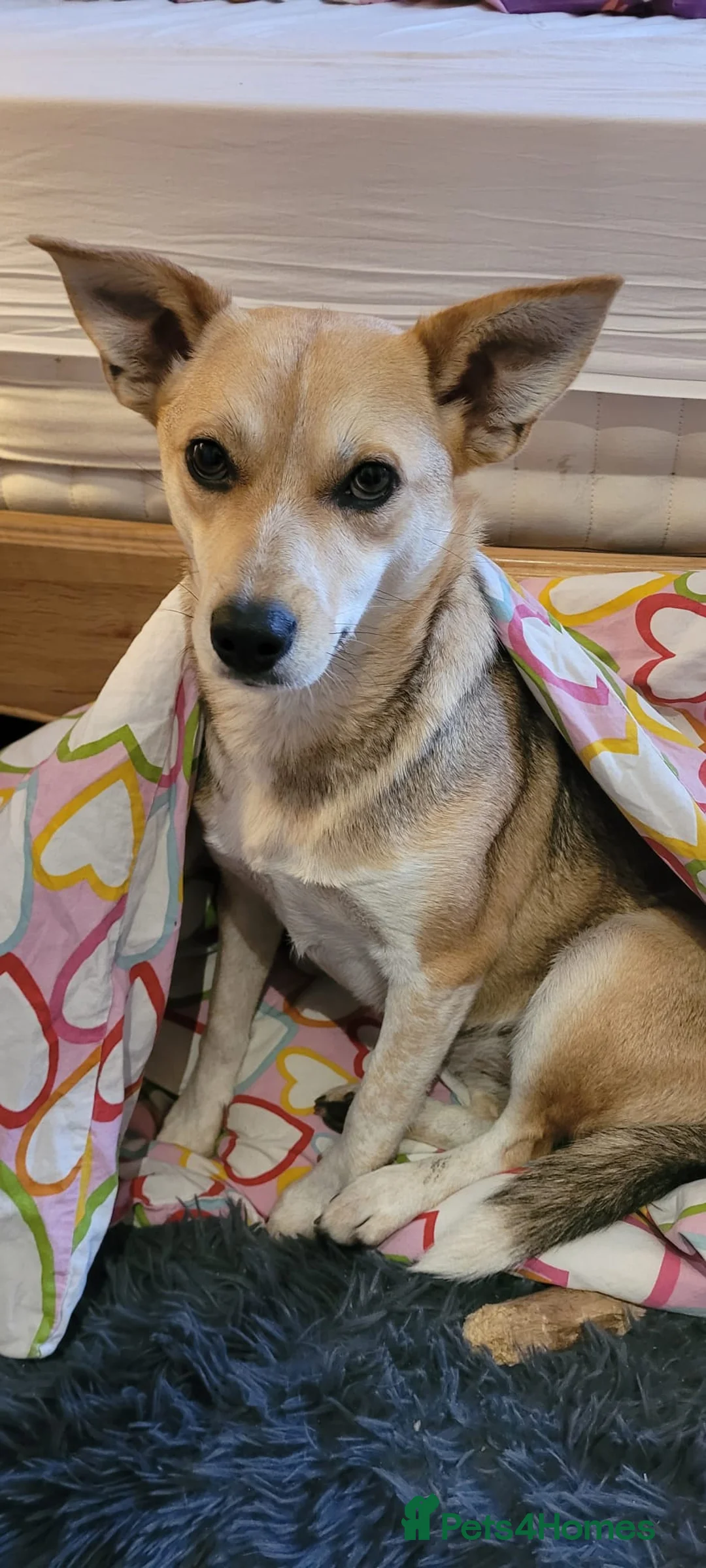 Mixed Breed dogs for adoption: OVERLOOKED: ❤️LOLLY❤️- small size 2 yo girl - Advert 1