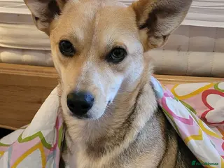 Mixed Breed dogs OVERLOOKED: ❤️LOLLY❤️- small size 2 yo girl - Advert 1