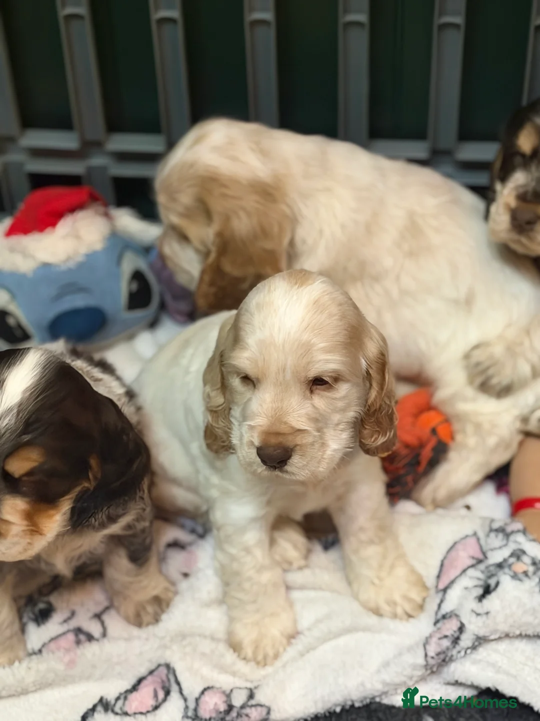 Cocker Spaniel dogs for sale: Show cocker spaniel pups  - Advert 4