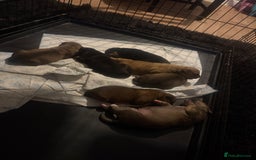 Mixed Breed dogs for sale: Rottweiler cross saluki puppies  - Image 25
