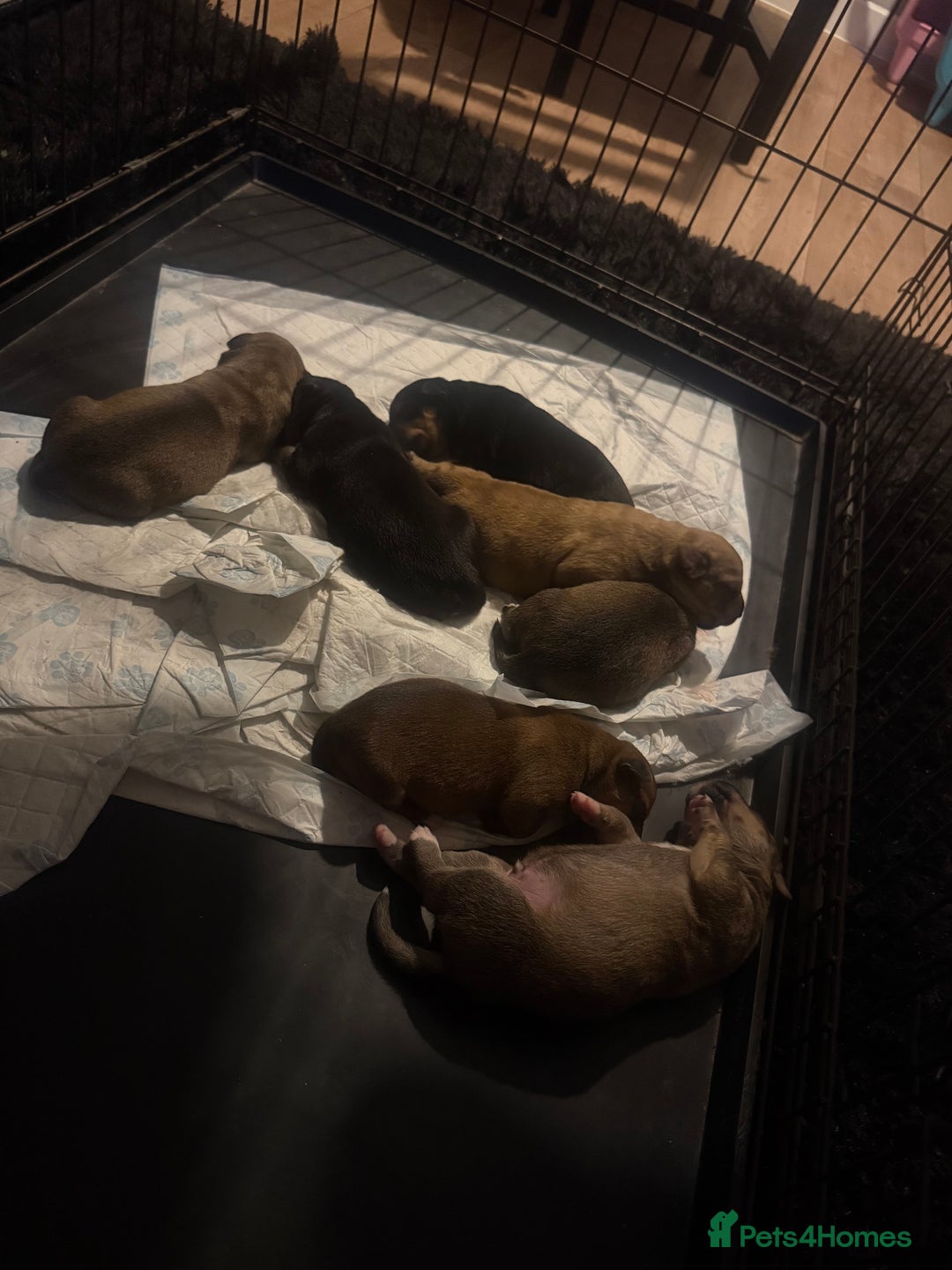 Mixed Breed dogs for sale: Rottweiler cross saluki puppies  - Image 25