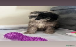 Cavapoo dogs for sale: Stunning cavapoo puppies  - Image 4
