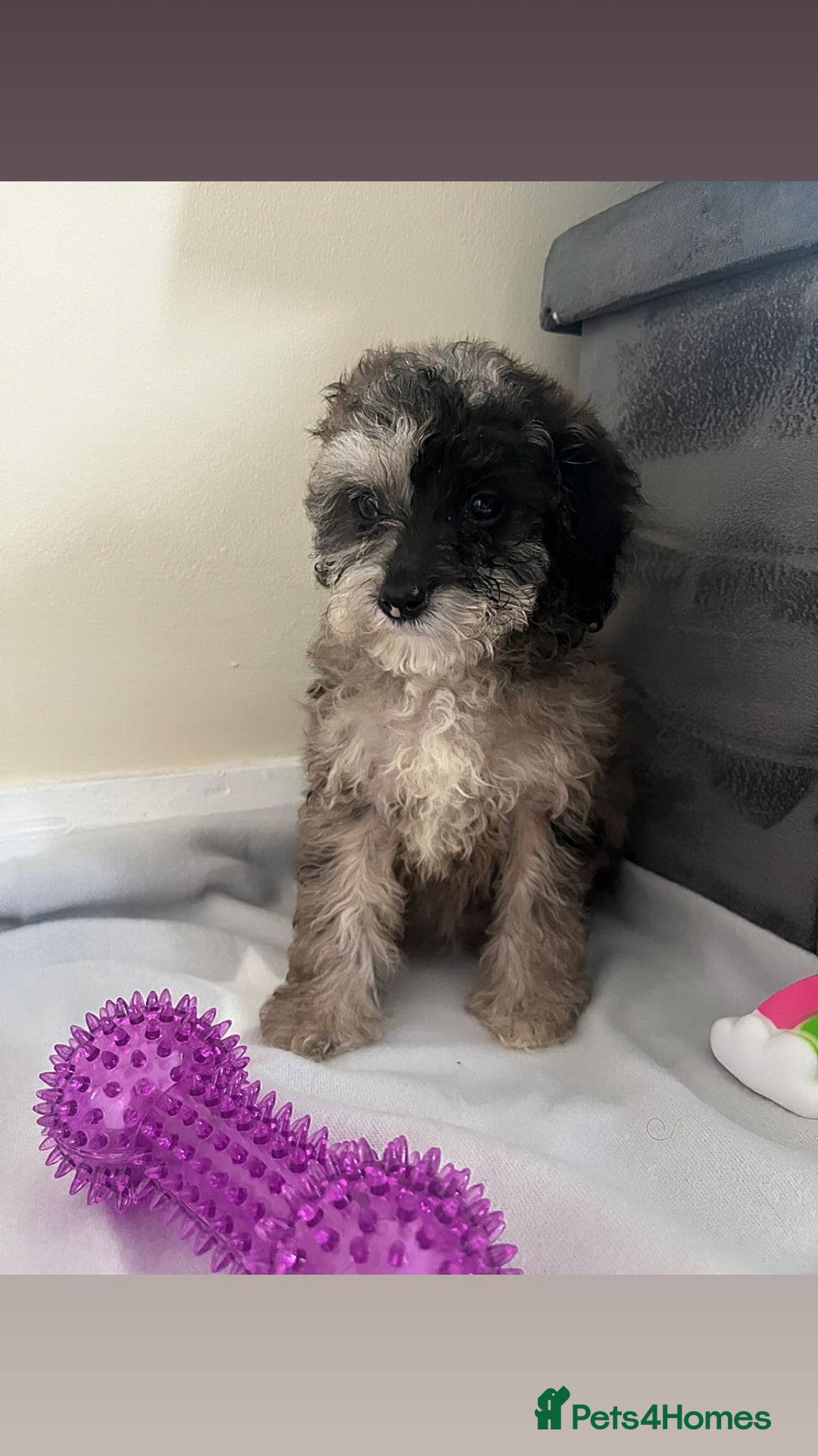 Cavapoo dogs for sale: Stunning cavapoo puppies  - Image 4