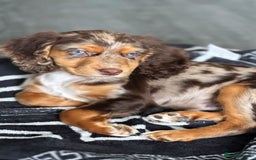 Cocker Spaniel dogs for sale: Cocker spaniel puppy  - Image 2