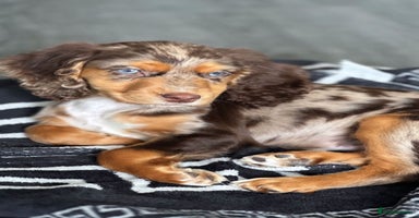 Cocker Spaniel dogs - Advert 5