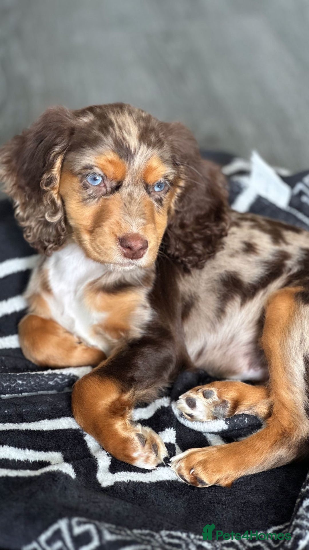 Cocker Spaniel dogs for sale: Cocker spaniel puppy  - Image 2