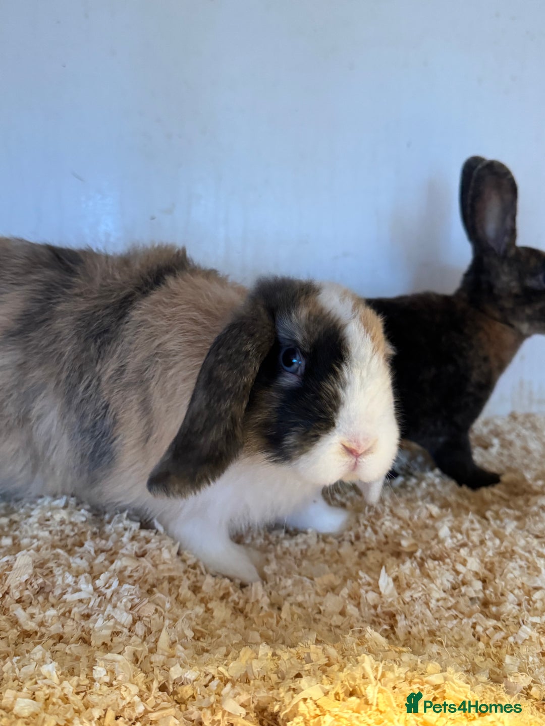 Mixed Breed rabbits for sale: Mixed baby rabbits  - Advert 5