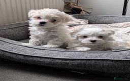 Maltese dogs for sale: Absolutely adorable Maltese girl  - Image 3