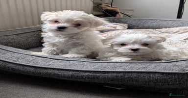 Maltese dogs - Advert 10