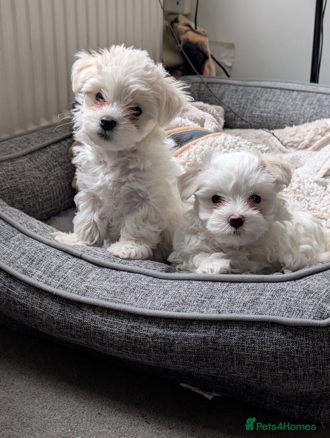 Maltese dogs for sale: Absolutely adorable Maltese girl  - Image 3