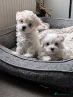 Maltese dogs - Advert 6