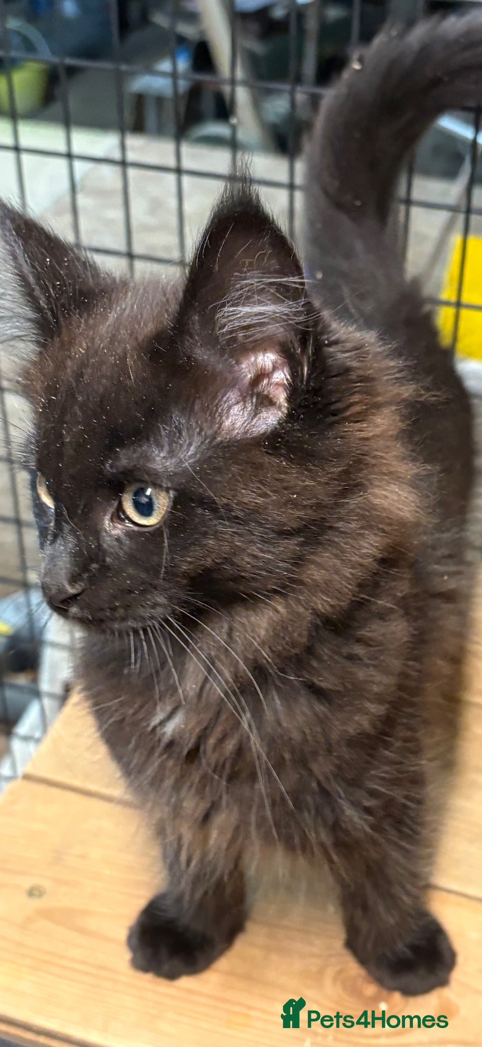 Maine Coon cats Stunning kittens  - Advert 2