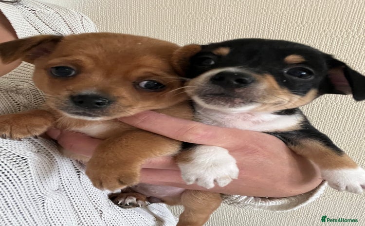 Chihuahua dogs - Advert 5