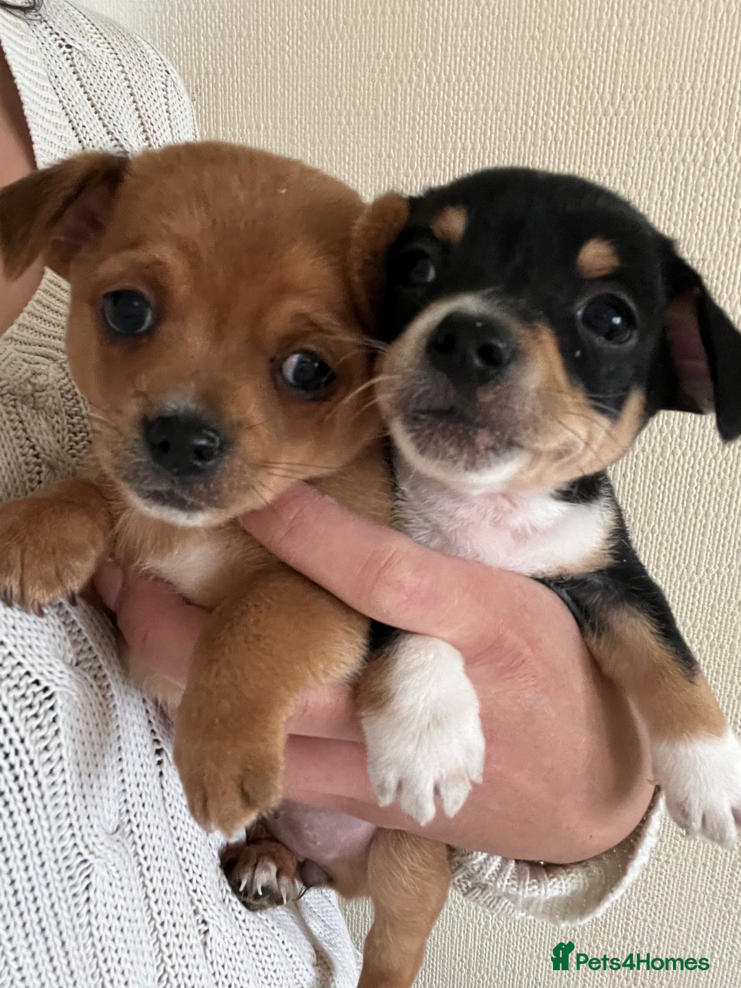 Chihuahua dogs for sale: Beautiful chihuahuas looking for forever homes - Image 1
