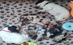 Sprocker dogs for sale: STRIKING SPROCKER SPANIEL PUPPIES  - Image 2