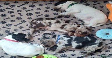 Sprocker dogs - Advert 15