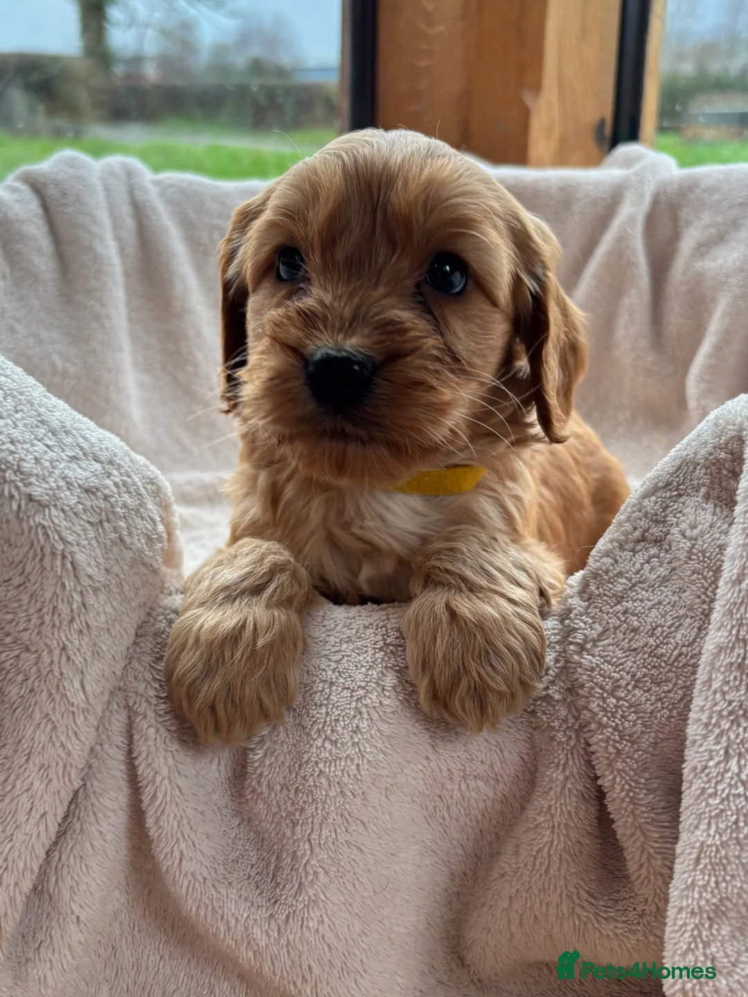 Cockapoo dogs for sale: Gorgeous F1 Cockapoo Puppies DNA Tested Parents - Advert 5