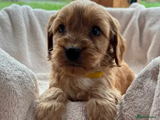 Cockapoo dogs Gorgeous F1 Cockapoo Puppies DNA Tested Parents - Advert 17