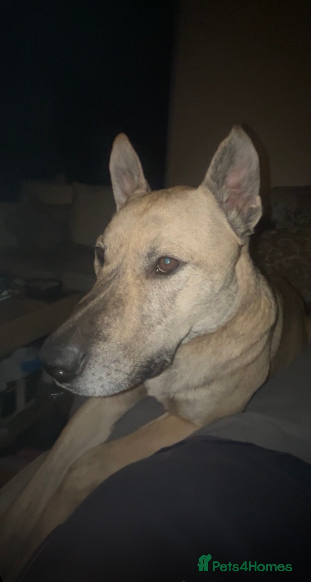 Belgian Shepherd Dog dogs Husky x Belgian shepherd dog in Huntingdon - Advert 4