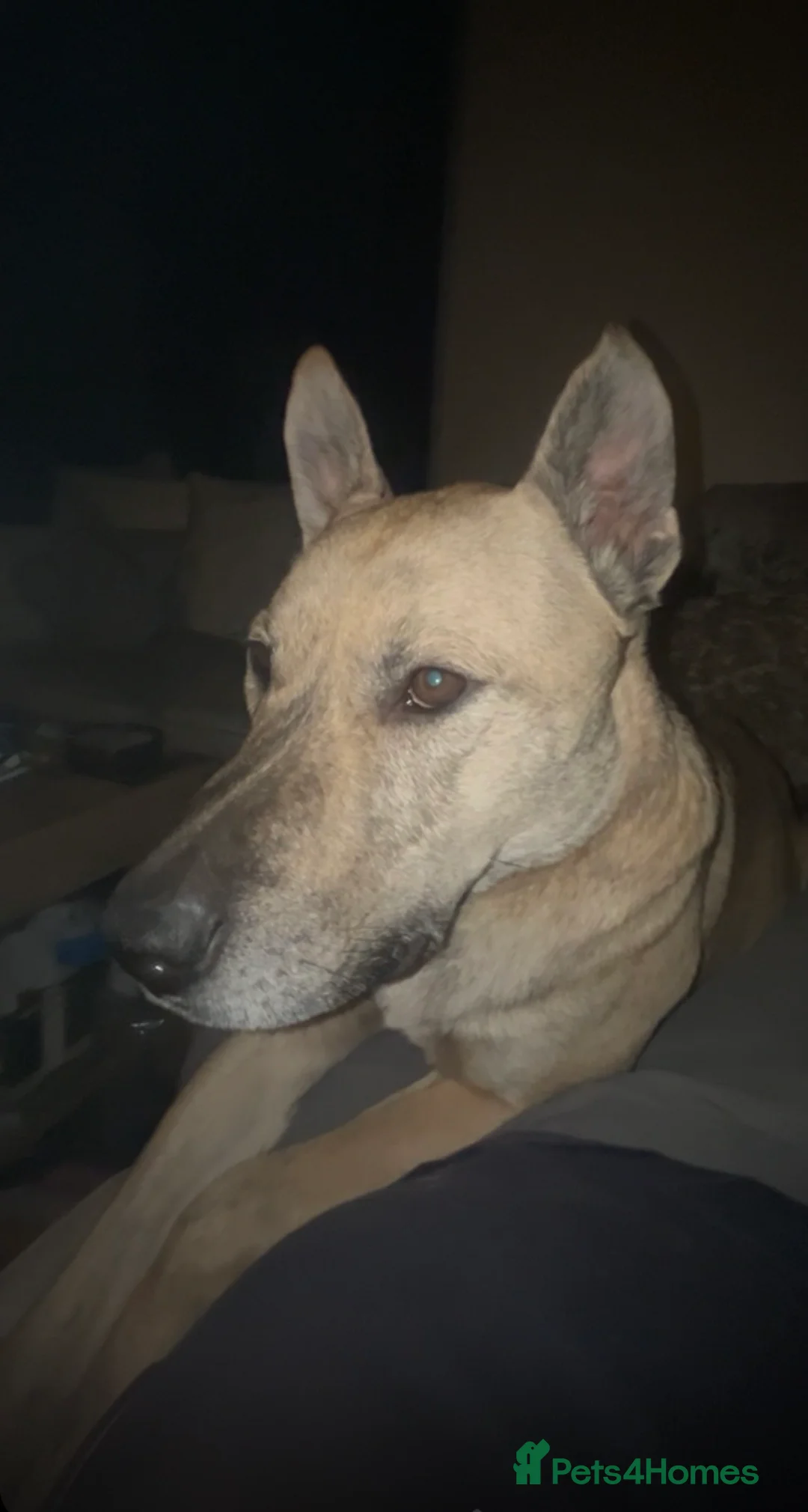 Belgian Shepherd Dog dogs for sale: Husky x Belgian shepherd dog in Huntingdon - Advert 1