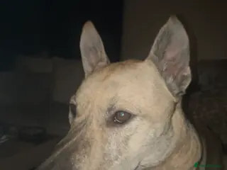 Belgian Shepherd Dog dogs Husky x Belgian shepherd dog in Huntingdon - Advert 1