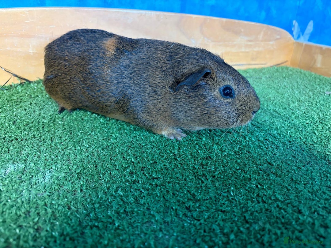 Guinea Pig rodents for sale: 5 cute and well handled Guinea pigs - Advert 6