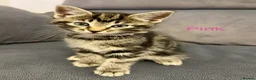 Mixed Breed cats for sale: Tabby kittens  in Abingdon - Advert 13