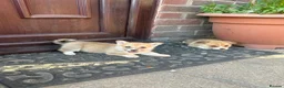Welsh Corgi Pembroke dogs for sale: Ready to go, 1 left KC Corgi Pups  - Advert 7