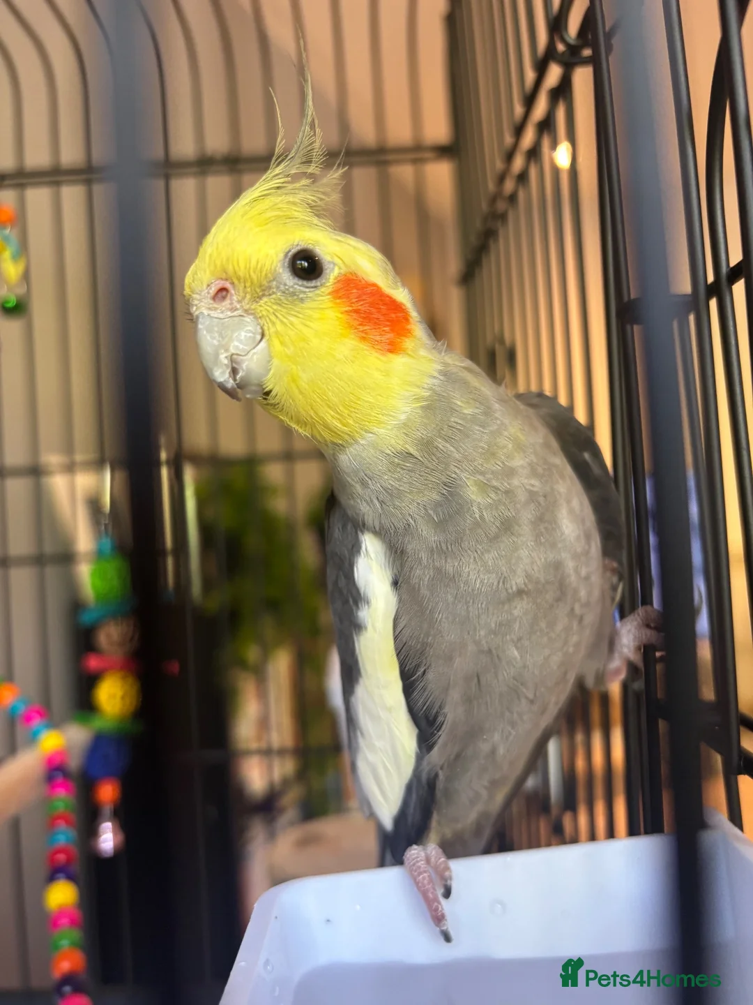 Cockatiels birds for sale: Cockatiel for sale in Manchester - Advert 1