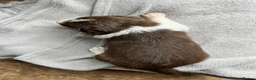 Border Collie dogs for sale: ISDS/KC Border Collie puppies for sale  - Advert 39