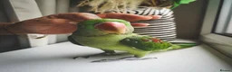 Parakeets birds for sale: Alexandrine parrot 🦜  in Oldham - Advert 1
