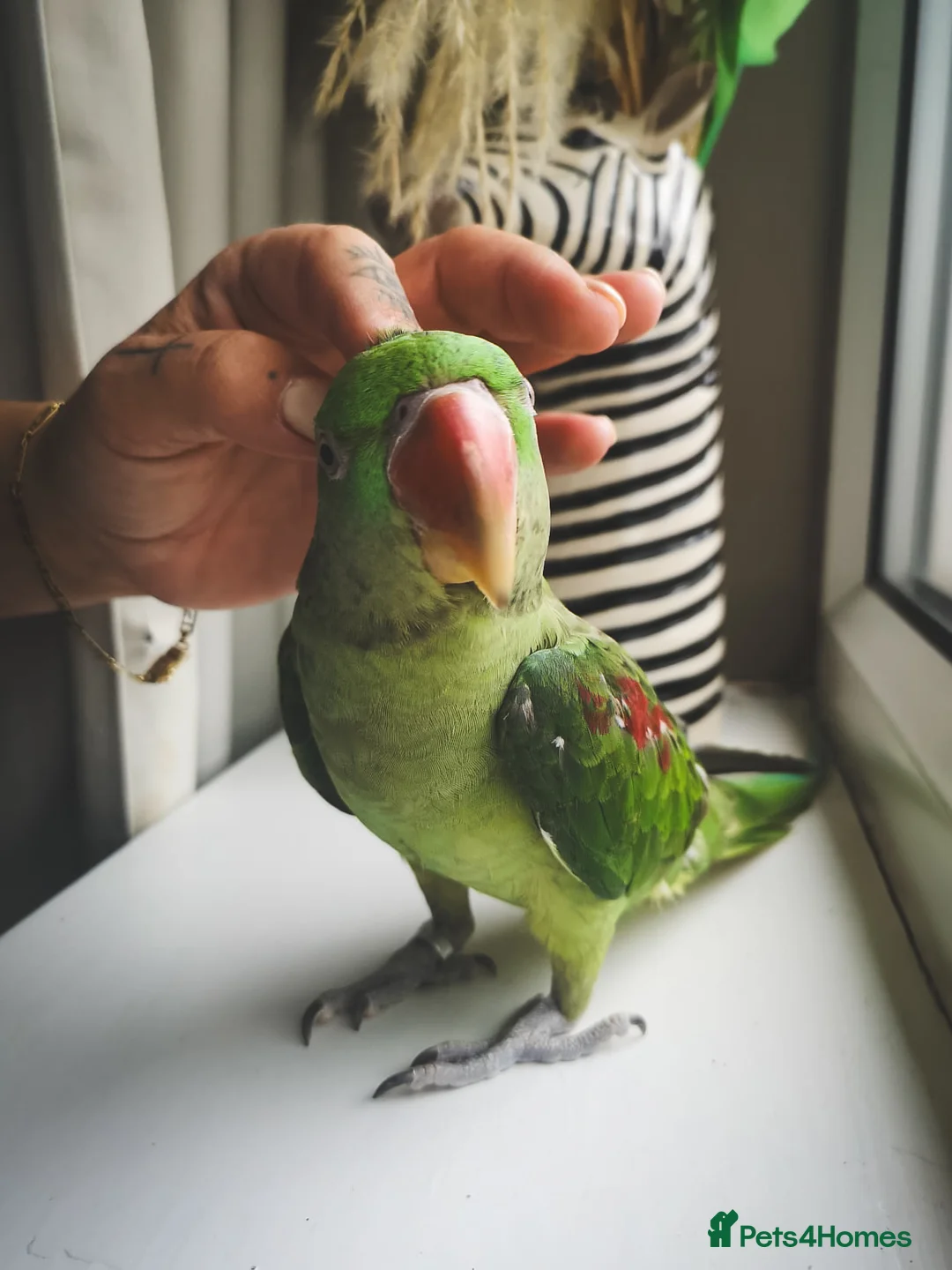 Parakeets birds for sale: Alexandrine parrot 🦜  in Oldham - Advert 1