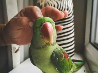 Parakeets birds Alexandrine parrot 🦜 in Oldham - Advert 1