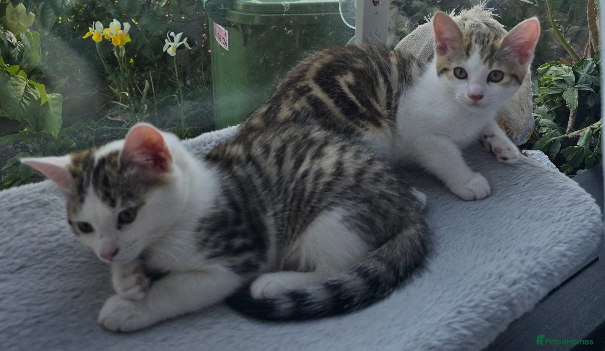 Mixed Breed cats Beautiful playful kittens for sale - Advert 1