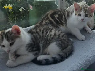 Mixed Breed cats Beautiful playful kittens for sale - Advert 1