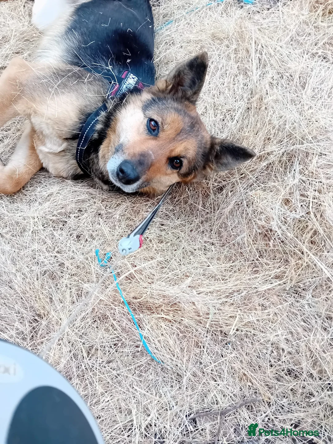 Mixed Breed dogs for adoption: Saved from traffic, now ready for a Loving Home in Nottingham - Advert 7