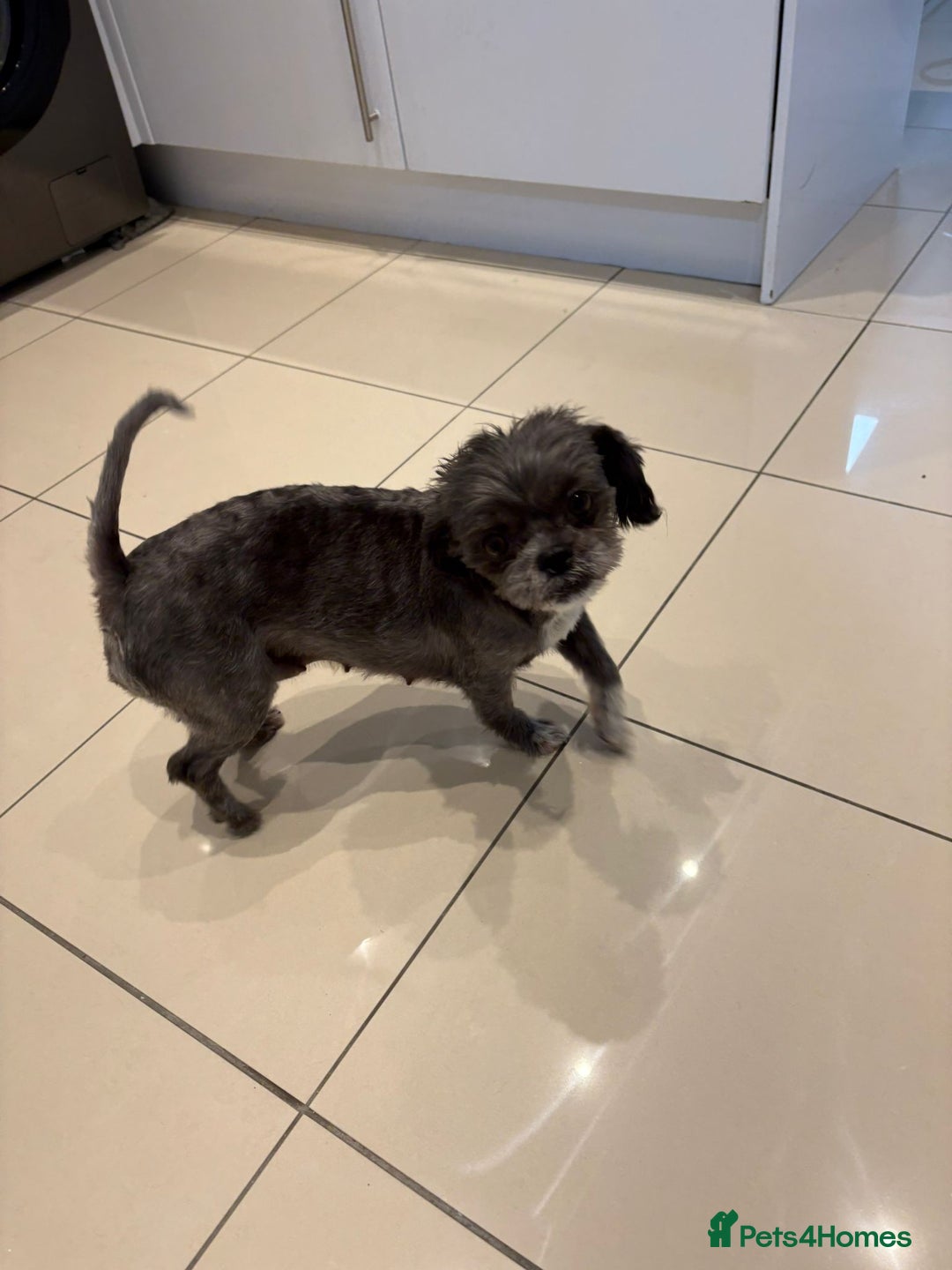 Malshi dogs for sale: Male Malshi Pups - Advert 1