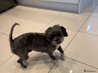 Malshi dogs Male Malshi Pups - Advert 14